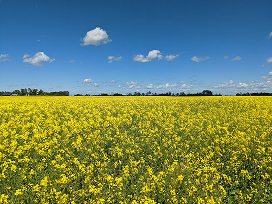 Flowering Canola Field. Full image view opens in a new window.